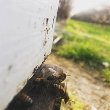 Load image into Gallery viewer, Boysenberry Honey "Just Restocked"