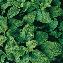 Load image into Gallery viewer, Organic Lemon Balm
