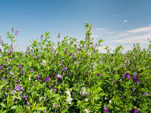 Load image into Gallery viewer, Organic Alfalfa Tea