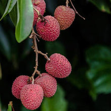 Load image into Gallery viewer, Oolong Lychee Tea