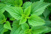 Load image into Gallery viewer, Organic Nettle Leaf Tea