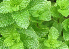 Load image into Gallery viewer, Organic Spearmint Tea