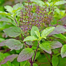 Load image into Gallery viewer, Organic Tulsi (Holy Basil)