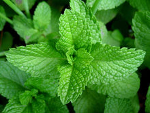 Load image into Gallery viewer, Organic Peppermint Tea