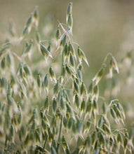 Load image into Gallery viewer, Organic Oat Straw